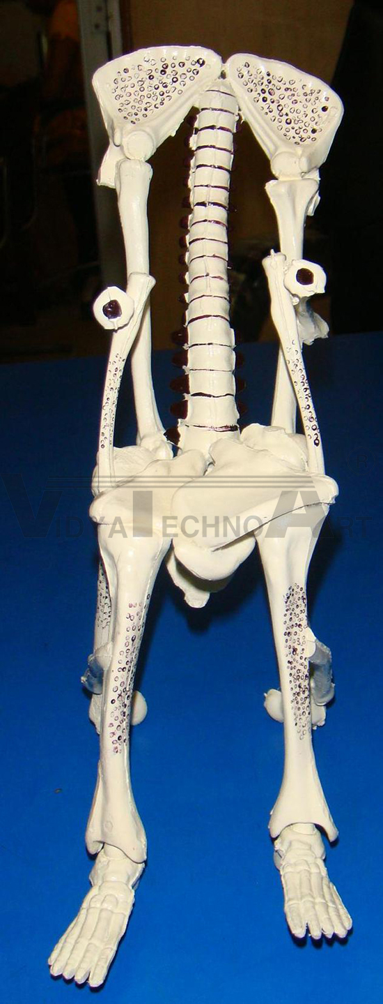 Chair Osteoporesis